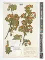 Crataegus turkestanica • زالزالک ترکستانی
