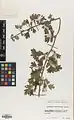Crataegus turkestanica • زالزالک ترکستانی