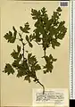 Crataegus songarica • زالزالک آسیای مرکزی