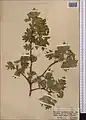Crataegus songarica • زالزالک آسیای مرکزی