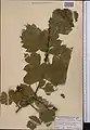 Crataegus songarica • زالزالک آسیای مرکزی