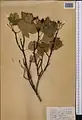 Crataegus songarica • زالزالک آسیای مرکزی