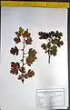 Crataegus songarica • زالزالک آسیای مرکزی