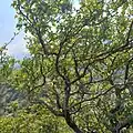 Crataegus songarica • زالزالک آسیای مرکزی