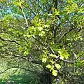 Crataegus songarica • زالزالک آسیای مرکزی