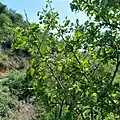 Crataegus songarica • زالزالک آسیای مرکزی