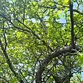 Crataegus songarica • زالزالک آسیای مرکزی