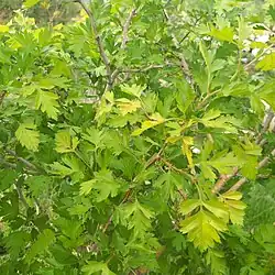 Crataegus songarica • زالزالک آسیای مرکزی