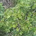 Crataegus songarica • زالزالک آسیای مرکزی