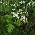 Crataegus songarica • زالزالک آسیای مرکزی