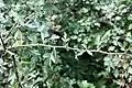 Crataegus songarica • زالزالک آسیای مرکزی