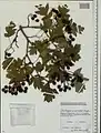 Crataegus pinnatifida • زالزالک شانهای