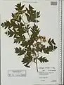 Crataegus pinnatifida • زالزالک شانهای