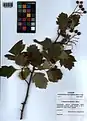 Crataegus pinnatifida • زالزالک شانهای