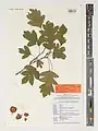 Crataegus pinnatifida • زالزالک شانهای
