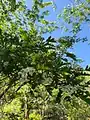 Crataegus pinnatifida • زالزالک شانهای