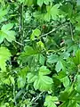Crataegus pinnatifida • زالزالک شانهای