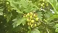Crataegus pinnatifida • زالزالک شانهای