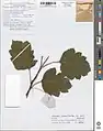 Crataegus pinnatifida • زالزالک شانهای