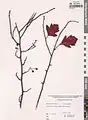 Crataegus pinnatifida • زالزالک شانهای