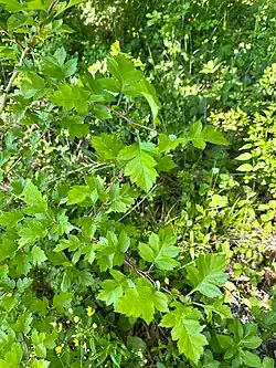 Crataegus pinnatifida • زالزالک شانهای