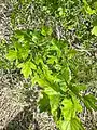 Crataegus pinnatifida • زالزالک شانهای