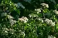 Crataegus pinnatifida • زالزالک شانهای
