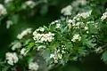 Crataegus pinnatifida • زالزالک شانهای