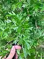 Crataegus pinnatifida • زالزالک شانهای