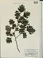 Crataegus meyeri • زالزالک ارمنستانی