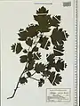 Crataegus meyeri • زالزالک ارمنستانی