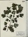 Crataegus meyeri • زالزالک ارمنستانی