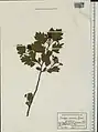 Crataegus meyeri • زالزالک ارمنستانی