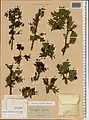Crataegus meyeri • زالزالک ارمنستانی
