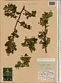 Crataegus meyeri • زالزالک ارمنستانی