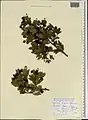 Crataegus meyeri • زالزالک ارمنستانی