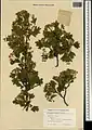 Crataegus meyeri • زالزالک ارمنستانی
