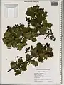 Crataegus meyeri • زالزالک ارمنستانی