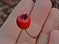 Crataegus meyeri • زالزالک ارمنستانی