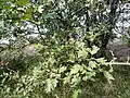 Crataegus meyeri • زالزالک ارمنستانی