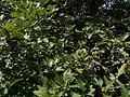 Crataegus meyeri • زالزالک ارمنستانی