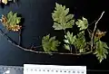 Crataegus meyeri • زالزالک ارمنستانی