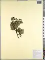 Crataegus meyeri • زالزالک ارمنستانی