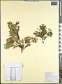 Crataegus meyeri • زالزالک ارمنستانی