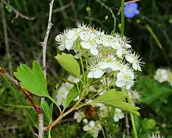 Crataegus meyeri • زالزالک ارمنستانی