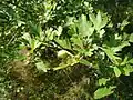Crataegus meyeri • زالزالک ارمنستانی