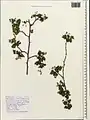 Crataegus microphylla • زالزالک برگ ریز