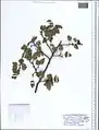 Crataegus microphylla • زالزالک برگ ریز