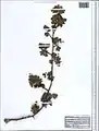 Crataegus microphylla • زالزالک برگ ریز