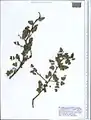 Crataegus microphylla • زالزالک برگ ریز